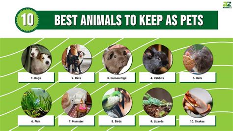 The 10 best pet.